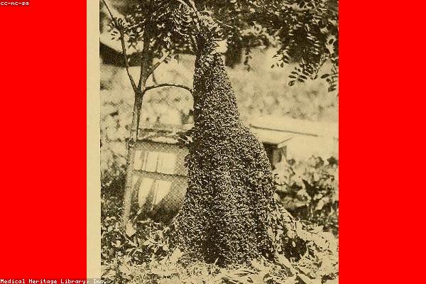 Ceza Hukukunun Temel İlkeleri: Kanunilik ve Kusur